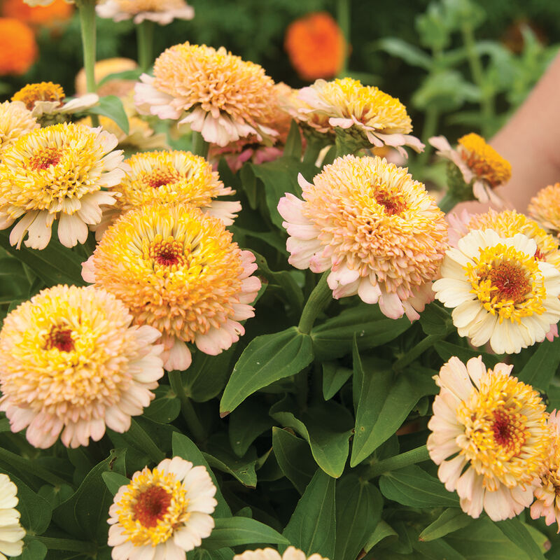 Zinderella Peach Zinnia Seed