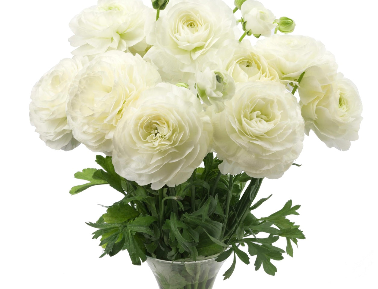 Courchevel Romance Ranunculus