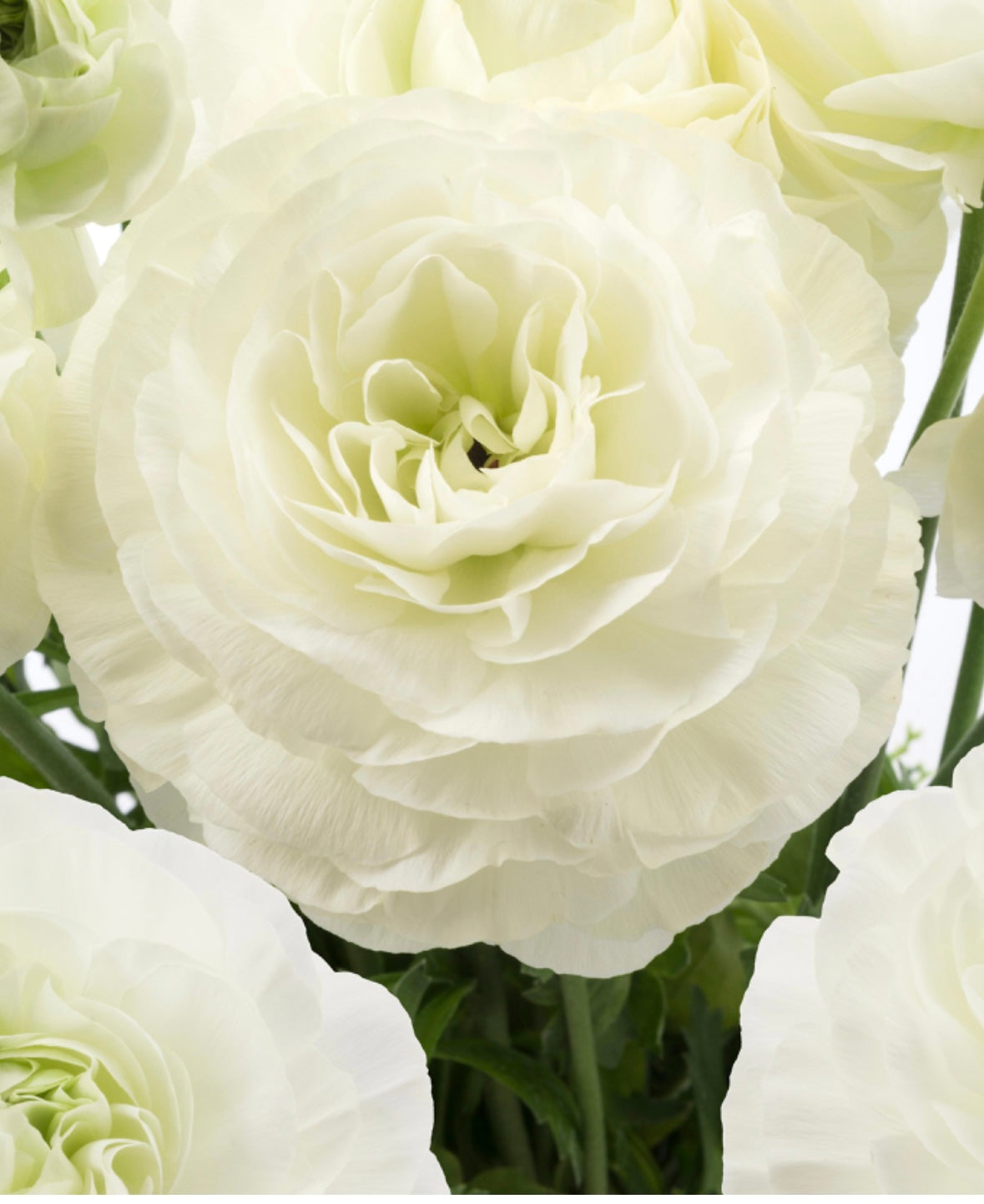 Courchevel Romance Ranunculus
