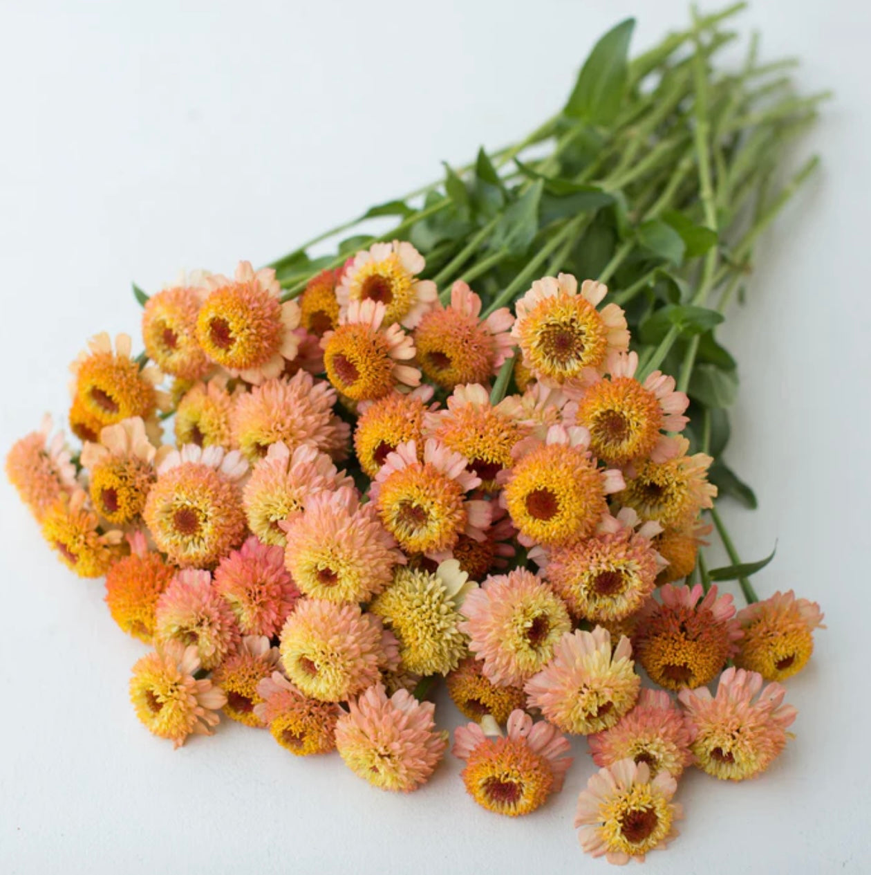 Zinderella Peach Zinnia Seed
