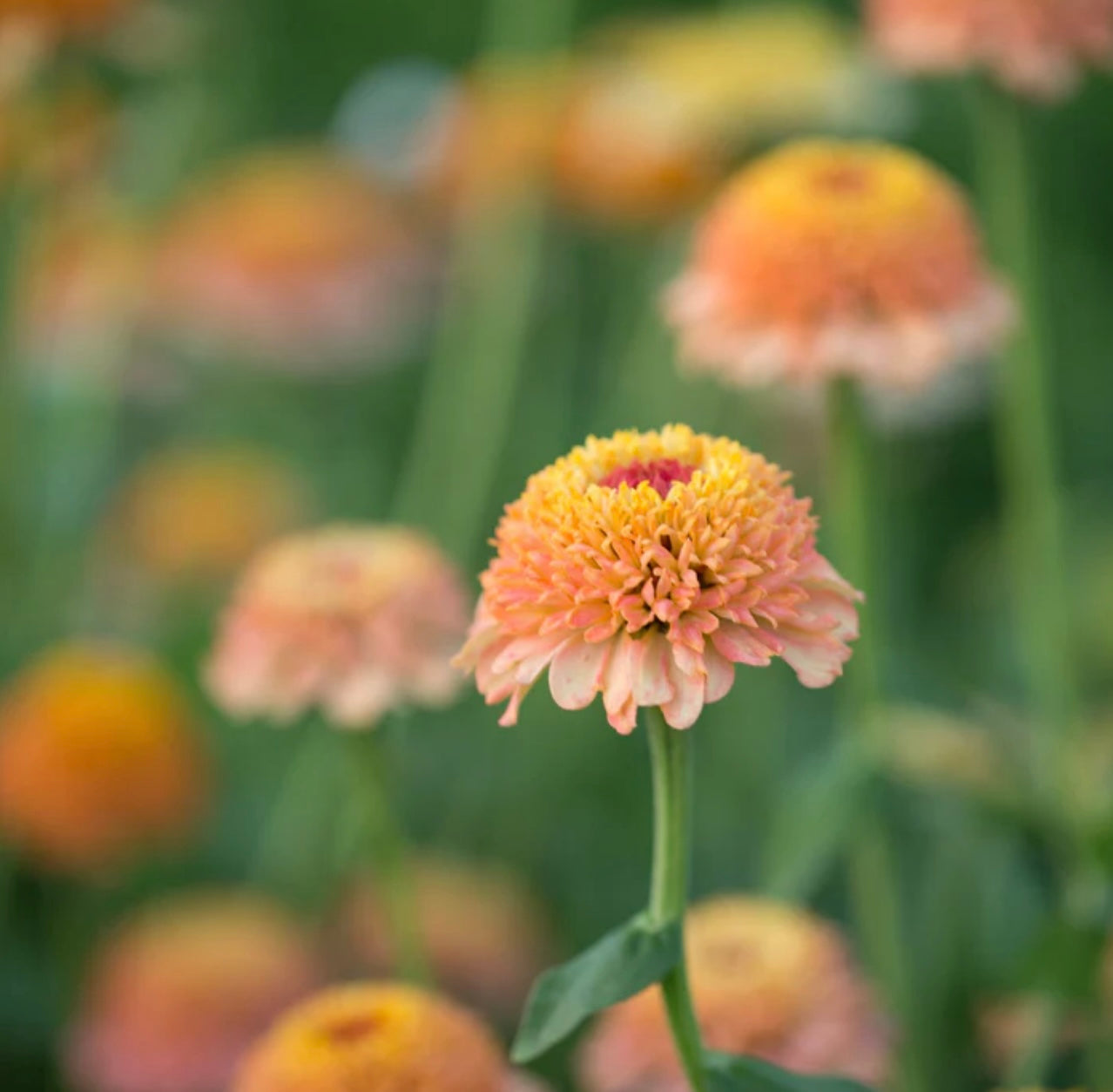 Zinderella Peach Zinnia Seed