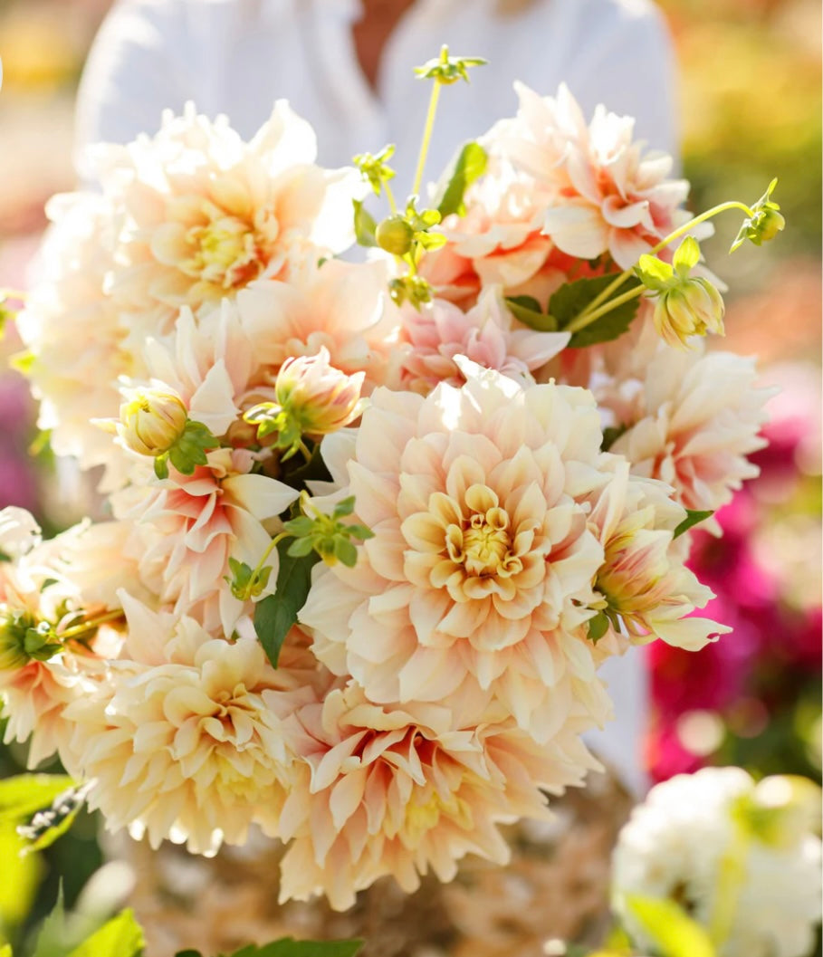 Breakout Dahlia Tuber