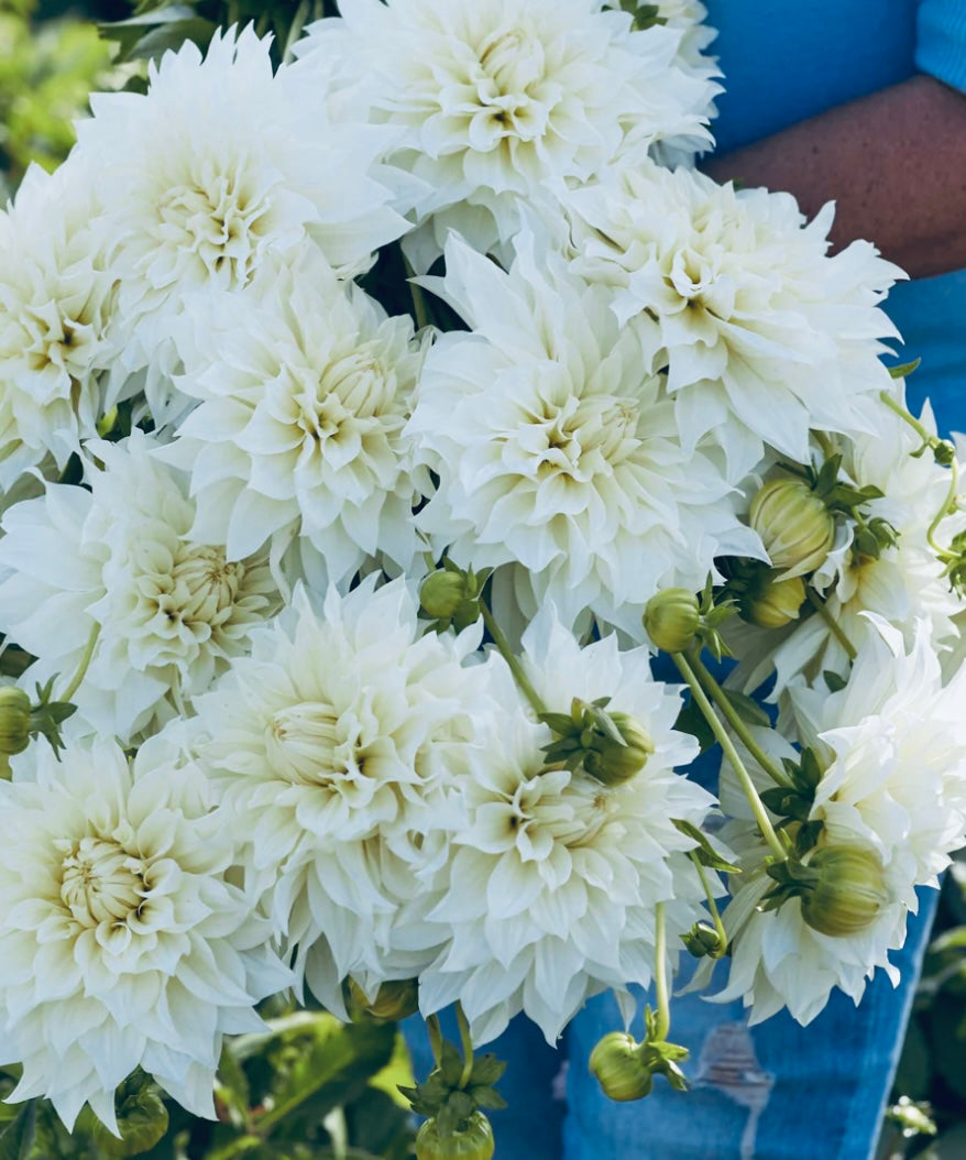 Cafe Au Lait Supreme Dahlia Tuber