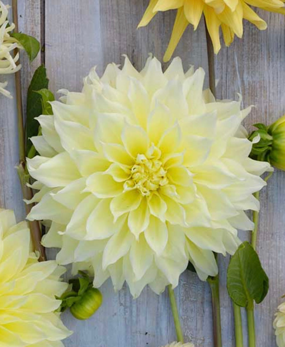 Kelvin Floodlight Dahlia Tuber