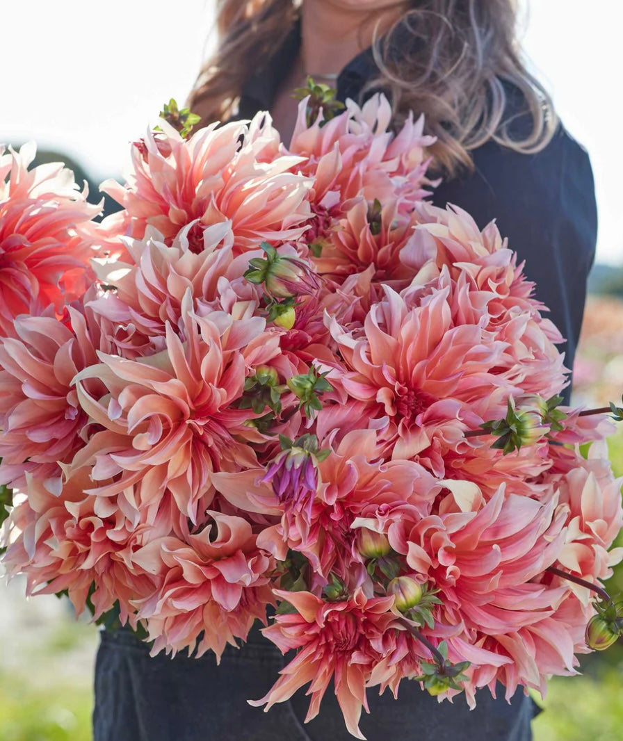 Labyrinth Dahlia Tuber