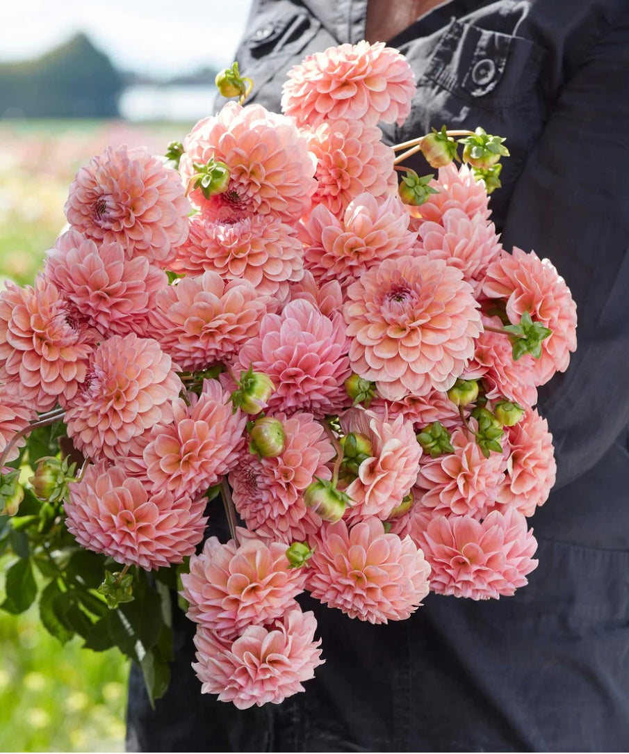 Linda's Baby Dahlia Tuber