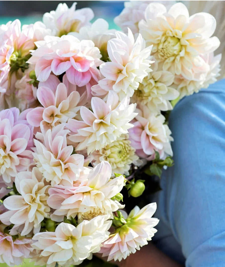 Sweet Nathalie Dahlia Tuber