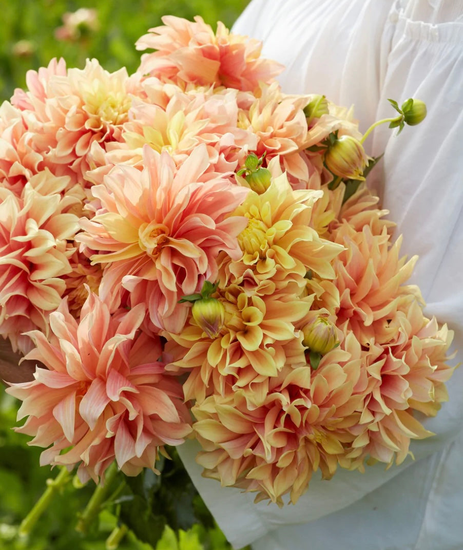 Tyrell Dahlia Tuber