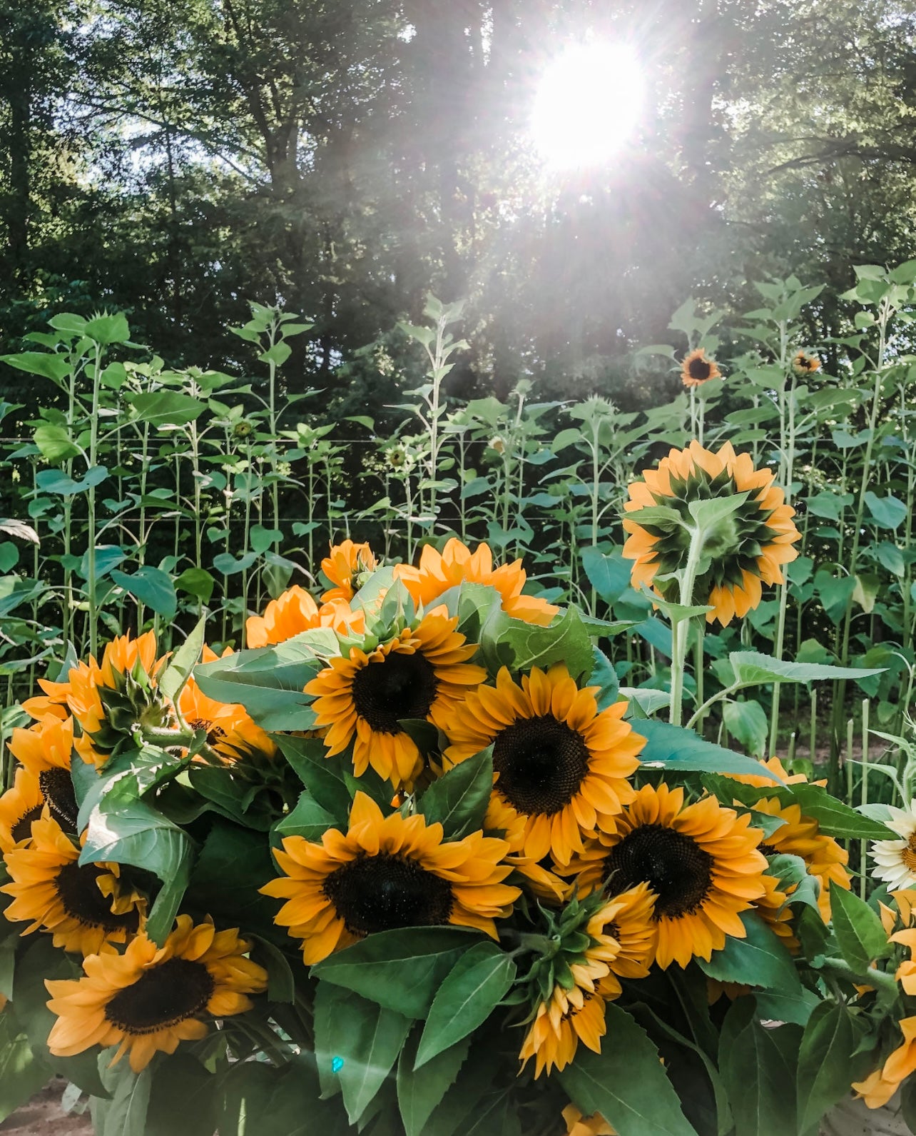 Sunflower Subscription