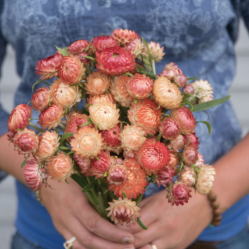 Apricot/Peach Mix Organic Strawflower Seed