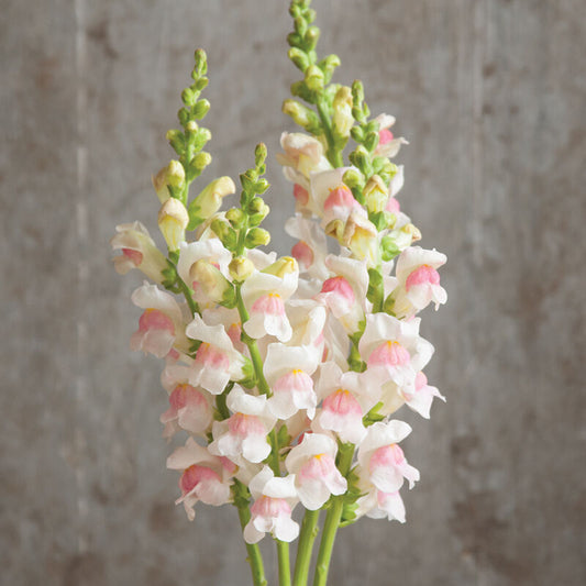 Potomac Appleblossom Snapdragon Seed