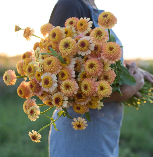 Zinderella Peach Zinnia Seed